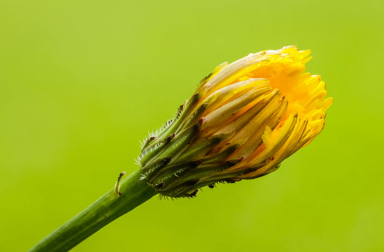 Porcelle enracinée (Hypochaeris radicata) en fleur, mauvaise herbe de la pelouse