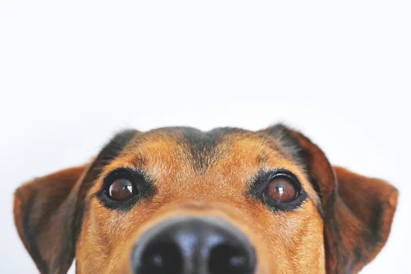 Dogue des Canaries : caractéristiques et soins indispensables