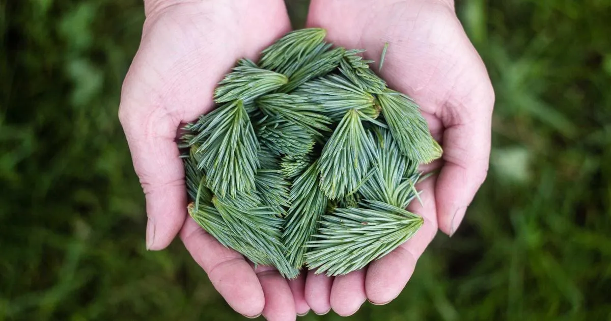 Produits L'Occitane dangereux ? Sont-ils naturels et sûrs