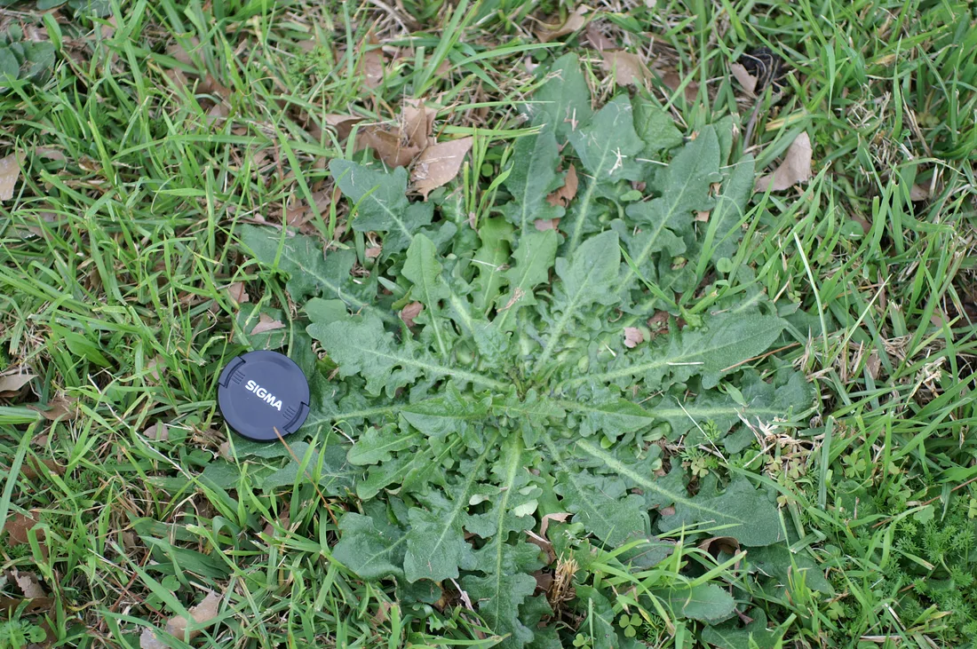 Rosette de porcelle enracinée plaquée au sol dans une pelouse