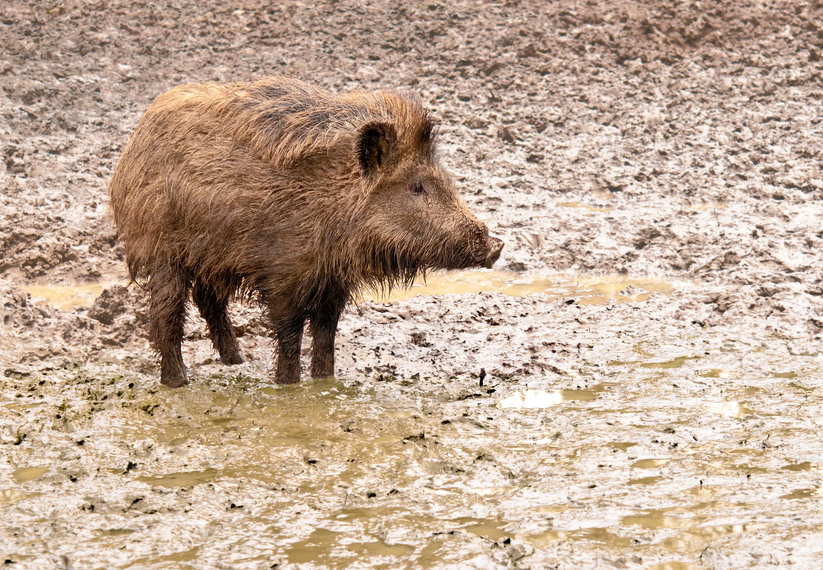 Sanglier en forêt : le crud d'ammoniac sert à réactiver une souille pour l'attirer