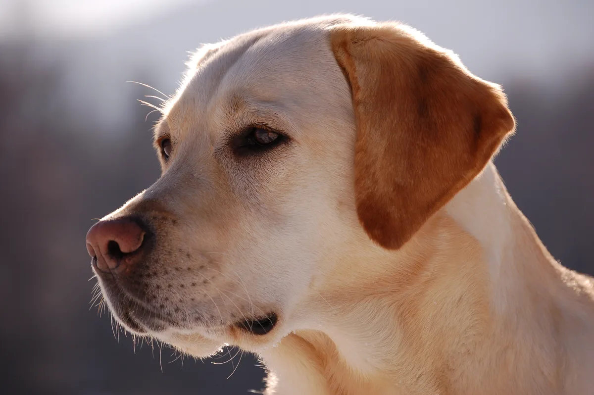 Chien croisé Labrador et Staffordshire, musclé et énergique